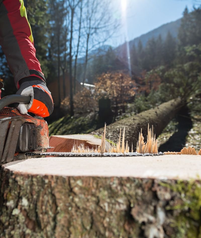 Abattage d’arbre à Bruxelles coupe du tronc avec une tronçonneuse par un professionnel en forêt