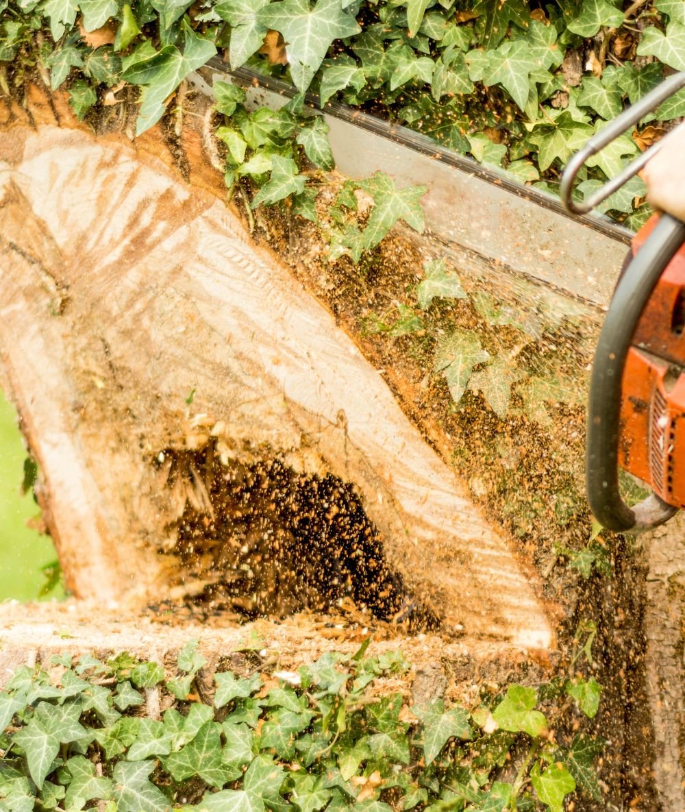 Abattage d’arbre avec coupe du tronc réalisée à la tronçonneuse