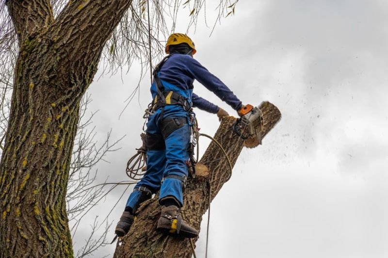 Abattage d’arbre en hauteur avec tronçonneuse et équipement de sécurité professionnel