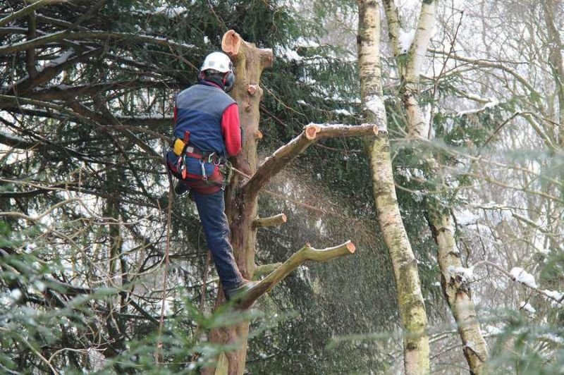 Abattage d’arbre en hauteur réalisé par un arboriste grimpeur équipé d’une tronçonneuse