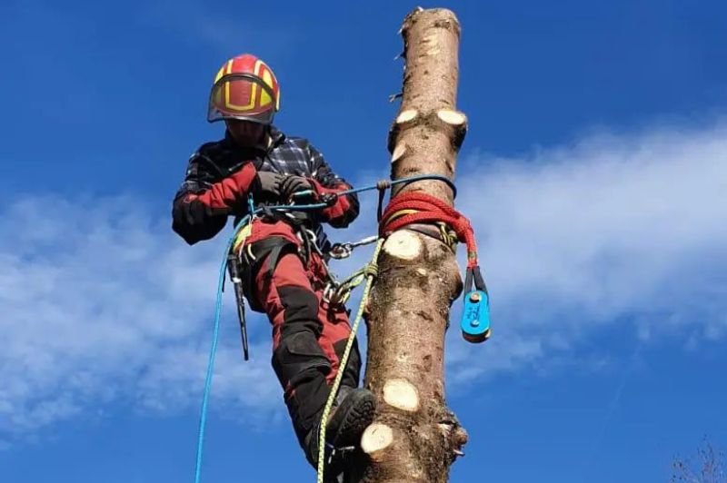 Arboriste grimpeur attaché avec cordes effectuant un abattage d’arbre étape par étape