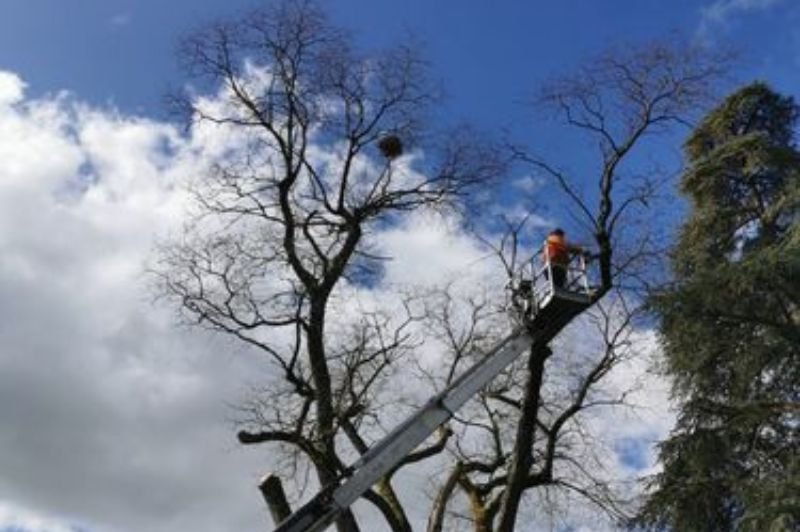 Élagage d’arbre par un professionnel dans une nacelle pour couper les branches en toute sécurité