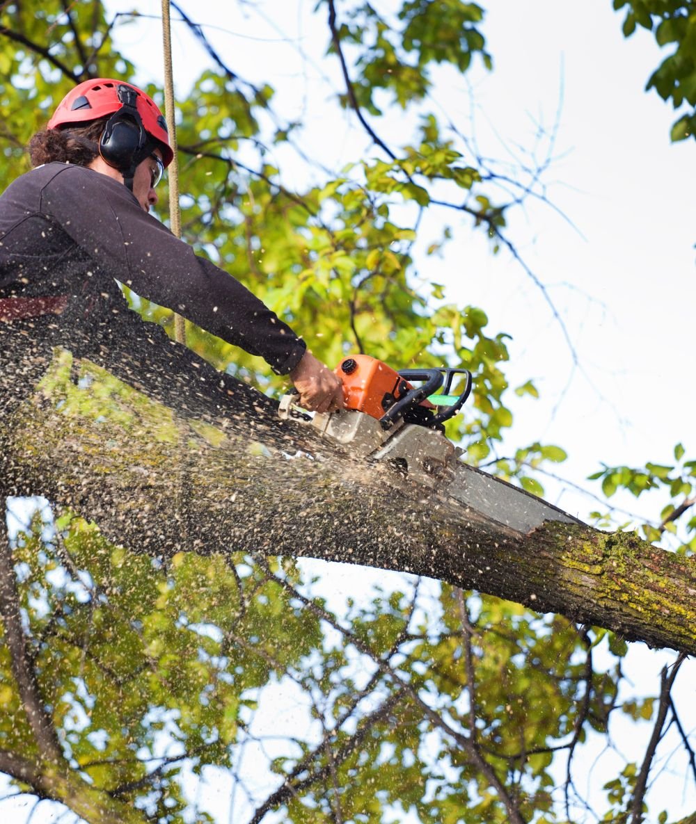 Élagage professionnel réalisé par un arboriste grimpeur coupant une branche